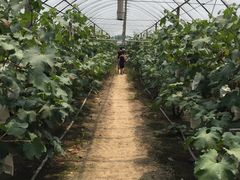 -马陆小张葡萄园农家乐