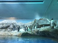 -新加坡飞禽公园