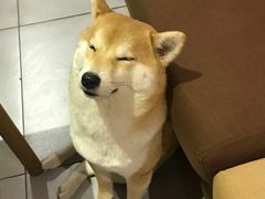 -柴务处·柴犬主题狗咖
