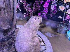 -正佳雨林生态植物园