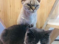 -momokira米努特·德文卷毛猫·棉花面纱犬
