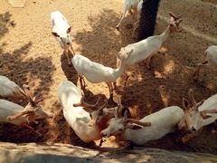 -石家庄市动物园