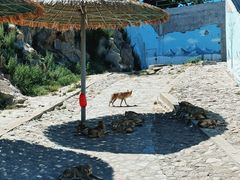 -西霞口神雕山野生动物世界