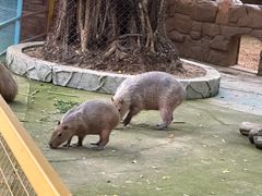 -深圳野生动物园