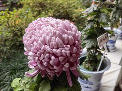 -杭州植物园