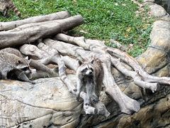 -东莞香市动物园