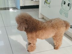 -全心全意连锁动物医院·微创中心·内科急重症·心脏专科(丰管路店)