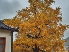 -千年银杏谷文化旅游区