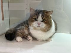 -青奢宠物·青奢猫舍