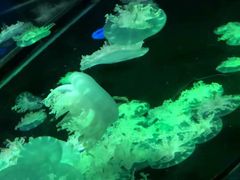 -太平洋海底世界