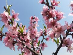 -南汇桃花村