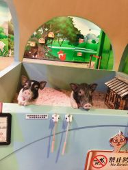 -酷嗒动物文化乐园(cutezoo西溪乐天城店)