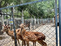 -长白岛森林公园