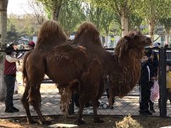 -长白岛森林公园