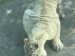 -上海野生动物园