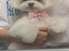 -BABIT巴比特宠物(MOMOPARK店)