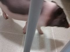 -我爱猫咪·猫咖·狗咖·安哥拉兔·羊驼咖(小寨华旗店)