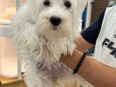 -翊宠yipet猫狗购宠庄园犬舍•猫舍