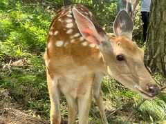 -大连森林动物园