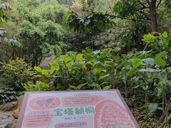 -广州市流溪河国家森林公园
