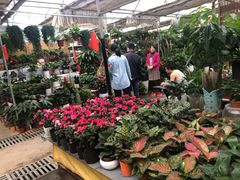 -秦美花卉(天朗·莱茵小城2期店)