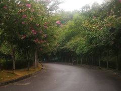 -星海公园(番禺区)