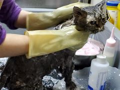 -北京观赏动物医院·24小时大型综合·猫专科·异宠专科