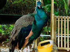 -西双版纳融创皇冠假日度假酒店