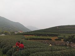 -龙坞茶村