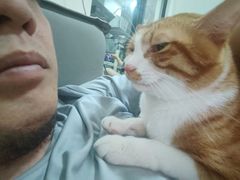 -创凡宠物医院·骨专科  猫科中心(西乡分院)
