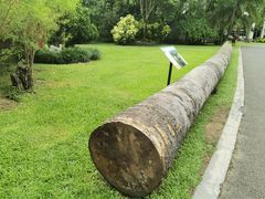 -中国科学院西双版纳热带植物园