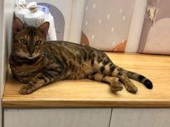 -李小姐の猫咖啡馆(五角场店)