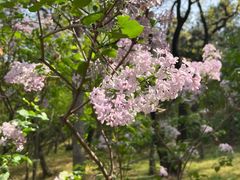 -京城小江南·北京烤鸭·江南土菜·白鱼(中关村店)