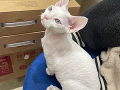 -老吴的猫·猫舍(新区店)
