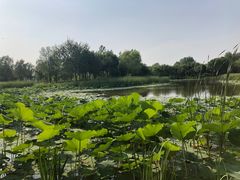 -东郊湿地公园