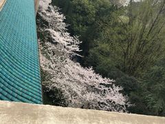 -武汉大学-樱园