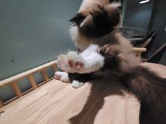-安格丽娜·狗咖·猫咖羊驼咖(春熙路百盛商场店)