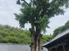 -青檀寺景区
