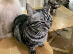 -李小姐の猫咖啡馆(五角场店)