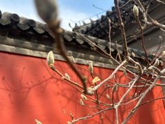 -红螺寺