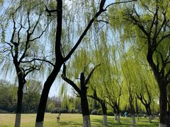 -柳浪闻莺公园