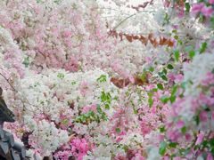 -深圳国际园林花卉博览园