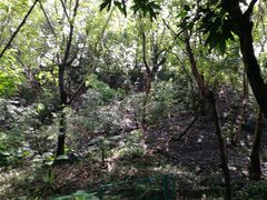 -广东花都湖国家湿地公园