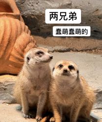 -Zoolung Zoolung动物主题公园(海信广场店)