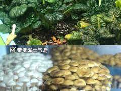 -半岛听涛蒸汽海鲜自助(K11店)