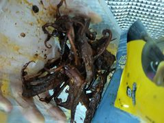 -周黑鸭(深圳罗湖区东门九龙城店)