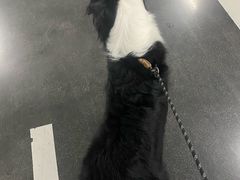 -帕帕拉兹宠物(亚洲旗舰店)