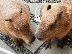 -鹿境梅花鹿生态园区