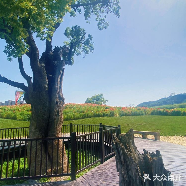 避开人潮享花海私景｜杭州超小众美照天堂