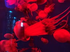-北戴河圣蓝海洋公园